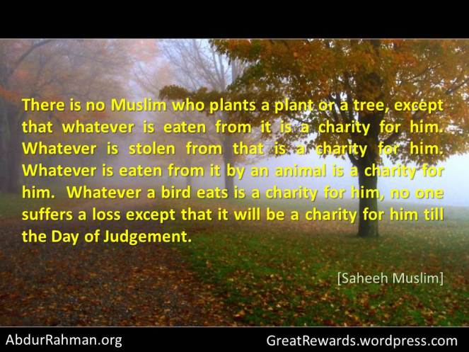 Reward for Plantig plants and trees Islam